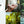 Load and play video in Gallery viewer, Aquaporin A2O Pure - PFAS waterfilter kraan - inbouw waterfiltersysteem - verwijdert PFAS, pesticiden, microplastics, kalk en medicijnresten - met ingebouwde waterkwaliteit meter
